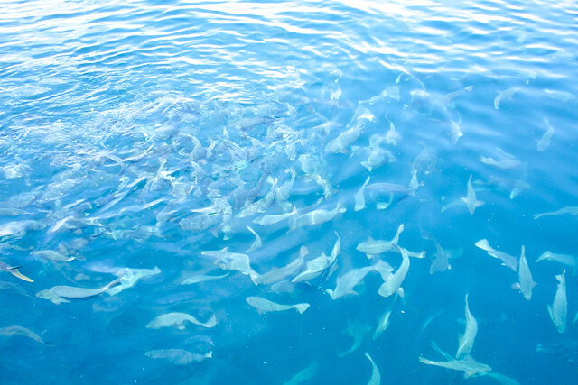 鯛の浦